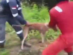 Pelaku Aksi Kejam Melempar Anjing Hingga Dimakan Buaya Dipecat, Perusahaan Tindak Tegas