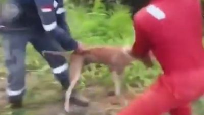 Pelaku Aksi Kejam Melempar Anjing Hingga Dimakan Buaya Dipecat, Perusahaan Tindak Tegas